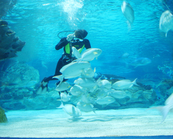 海洋馆人鱼互动